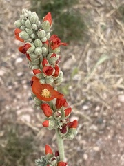Sphaeralcea parvifolia