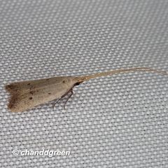 Lecithocera aulicousta