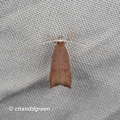 Lecitholaxa thiodora