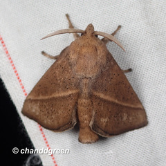 Quasithosea obliquistriga