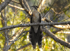 Dromococcyx phasianellus