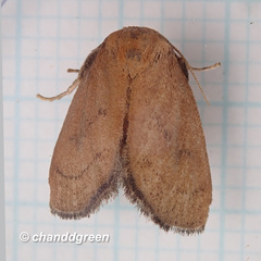 Spatulifimbria castaneiceps