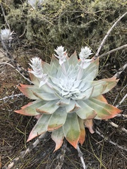 Dudleya anthonyi