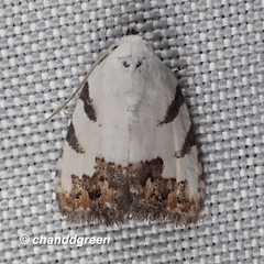 Casminola johannstumpfi