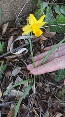 Narcissus assoanus