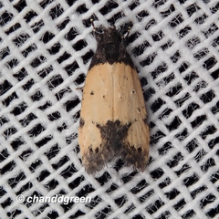 Tyrolimnas anthraconesa