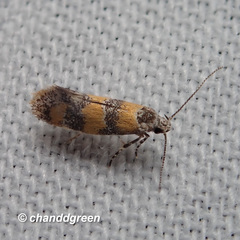 Promalactis lobatifera