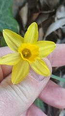 Narcissus assoanus