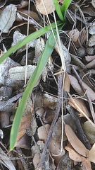 Narcissus assoanus
