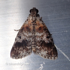 Salma ridiculalis