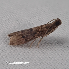 Copamyntis leptocosma