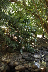 Hedychium flavescens