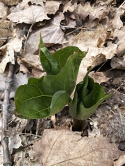 Trillium grandiflorum