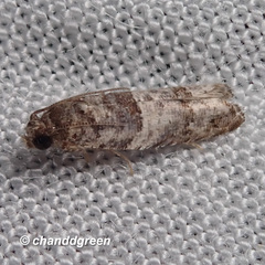 Gypsonoma distincta