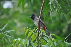 Pycnonotus cafer