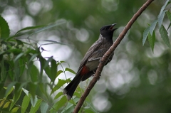 Pycnonotus cafer