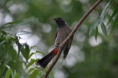 Pycnonotus cafer