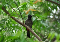 Pycnonotus cafer
