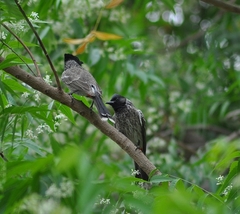 Pycnonotus cafer