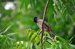 Pycnonotus cafer