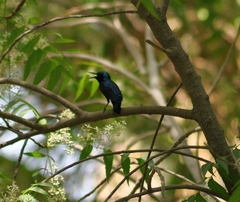 Cinnyris asiaticus