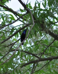 Cinnyris asiaticus