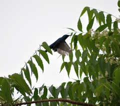 Cinnyris asiaticus