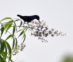 Cinnyris asiaticus