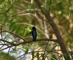 Cinnyris asiaticus