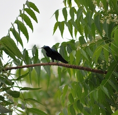 Cinnyris asiaticus