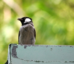 Pycnonotus leucotis