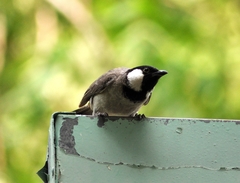 Pycnonotus leucotis