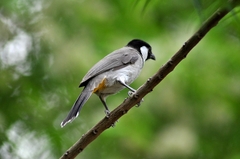 Pycnonotus leucotis