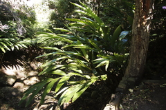 Hedychium flavescens