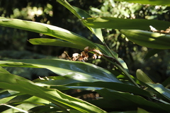 Hedychium flavescens