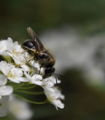 Stratiomys