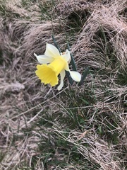 Narcissus pseudonarcissus pseudonarcissus