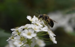 Stratiomys
