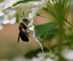 Stratiomys