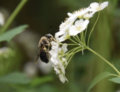 Stratiomys