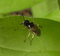 Tenthredo talyshensis