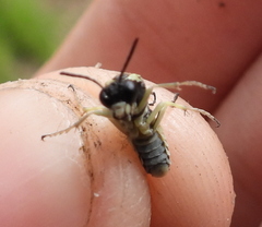 Tenthredo talyshensis