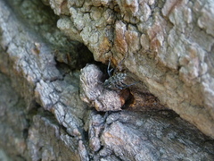 Xylotrechus rusticus