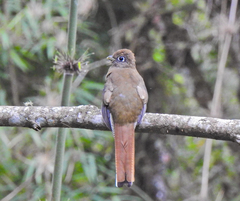 Trogon rufus chrysochloros