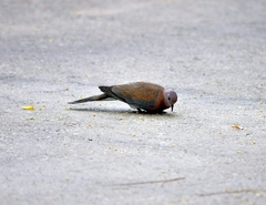 Streptopelia senegalensis