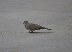 Streptopelia senegalensis