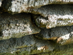 Xylotrechus rusticus