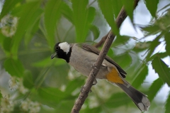 Pycnonotus leucotis