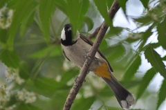 Pycnonotus leucotis
