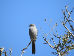 Muscipipra vetula